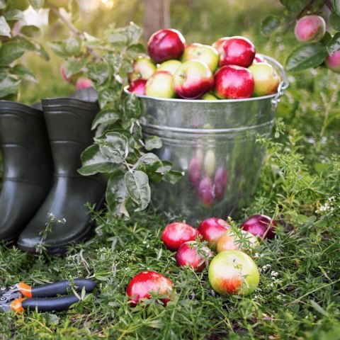 Grupa Orion Sp. z o.o. Wiadro do Żywności Stal Nierdzewna 14 L ORION Wielofunkcyjne 33,5 x 29 cm